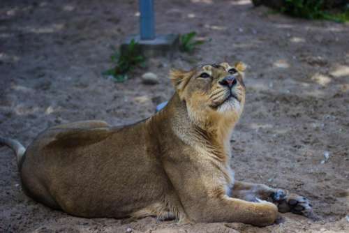 lion wildlife nature ground sand