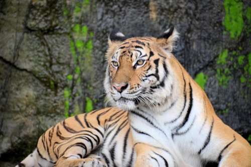 tiger animal wildlife zoo