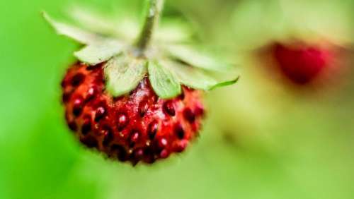 strawberry plant food fruit fresh