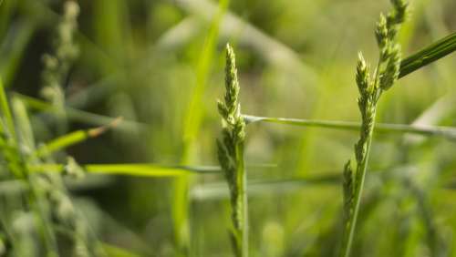 nature grass stems stalks sway