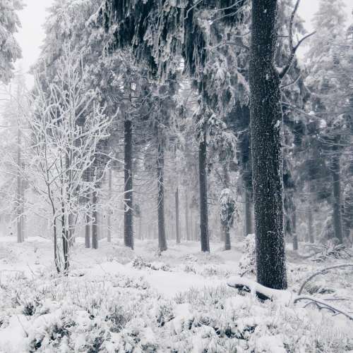 snow winter cold trees forest