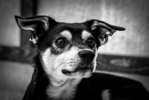 grayscale puppy black and white dog pet