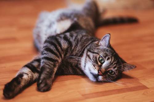 cat laying floor playing happy