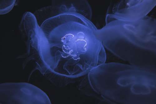 jellyfish underwater deep sea ocean