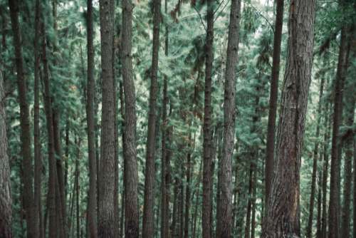 trees forest woods nature