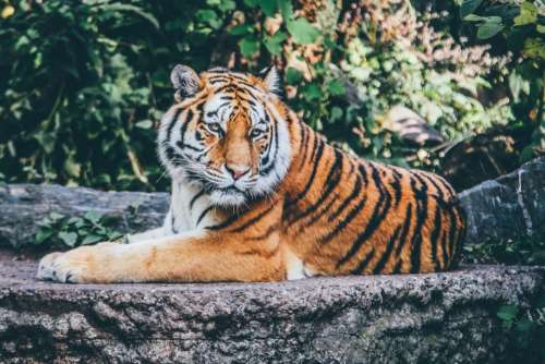 tiger cat animal wildlife woods
