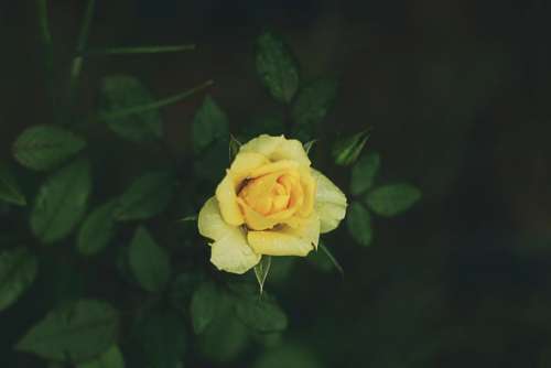 yellow petal rose flower green