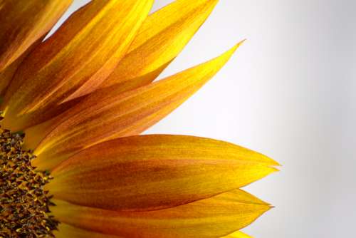sunflower yellow flower close-up nature