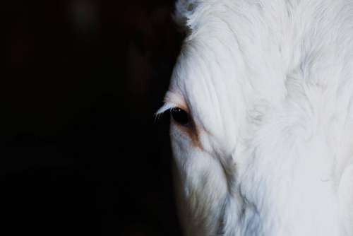 white horse pet animal face
