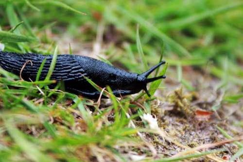 snail nature green grass