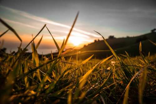 sunset dusk plants grass field