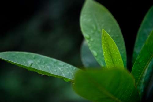 nature plants leaves veins rain
