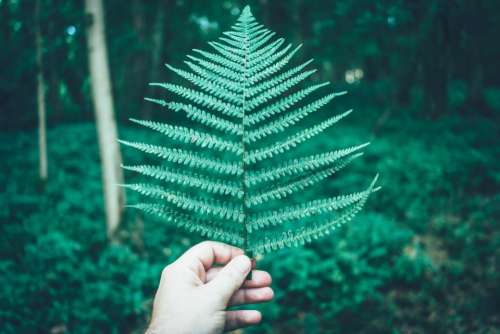 green leaf fern plant nature