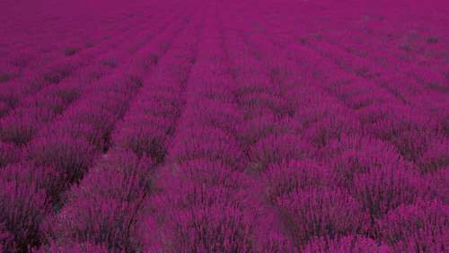 field flower lavender nature plant