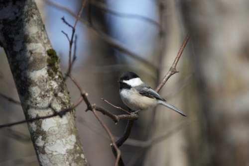 tiny bird trees animal wildlife