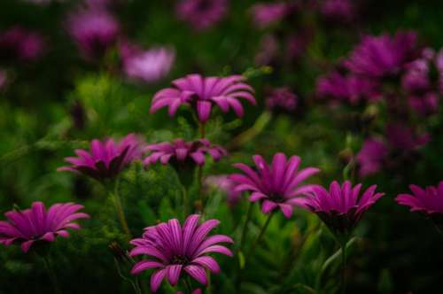 purple flowers blossoms bloom garden