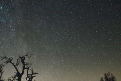 night sky stars galaxies trees