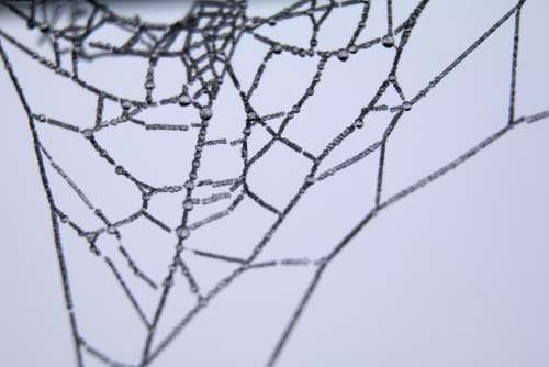 cob spider web close-up trap