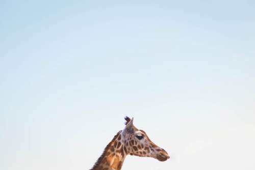 nature blue sky animals giraffe