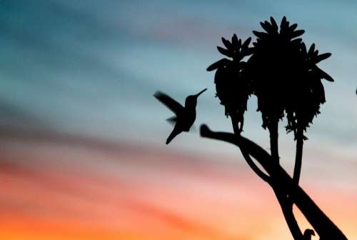 sky sunset bird animal flying