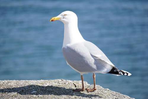 animals bird seagull rock water