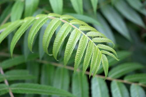 green plant leaves nature outdoors