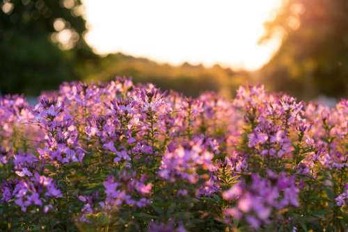 flower purple plant nature green