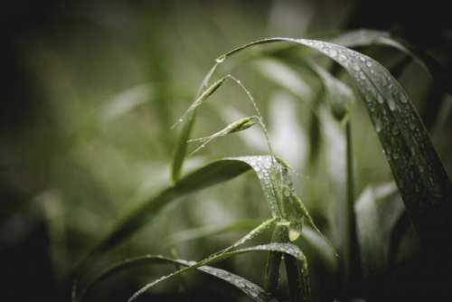 nature leaves grass rain wet