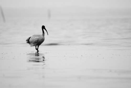 bird animals water black and white