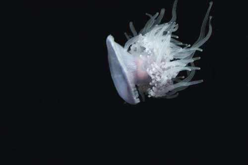 jellyfish aquatic animal ocean underwater