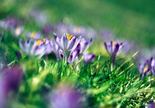 green grass purple flower petal