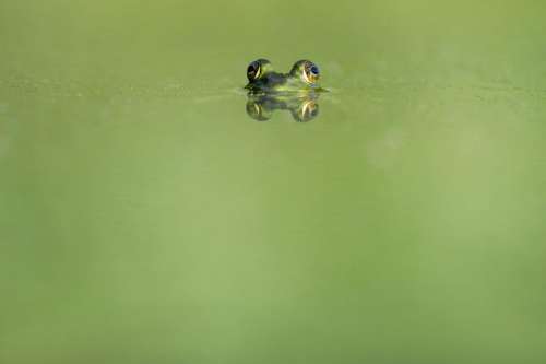 animals frogs amphibians magnificent cute