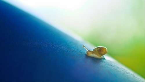 small snail crawl slow shell