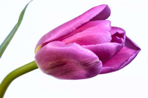 single pink tulip flower isolated