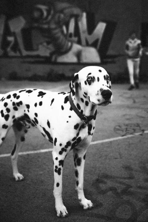 dog animal pet black and white dalmatian