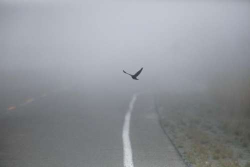 road street fog outdoor bird
