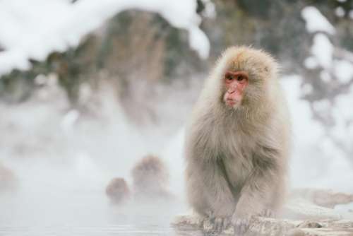nature snow water animals monkey