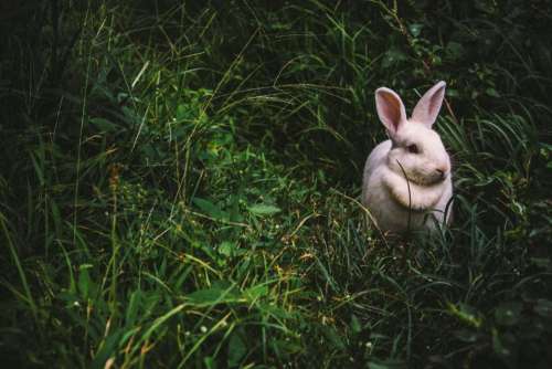 animals mammals rabbits hares furry