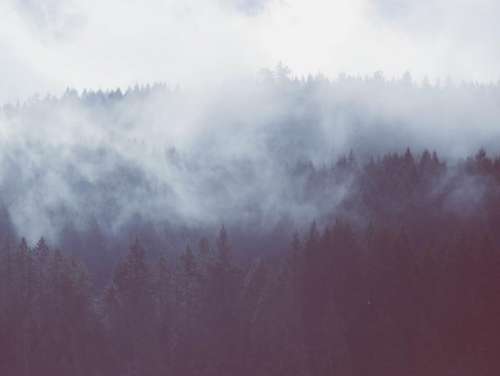 trees forest woods fog foggy