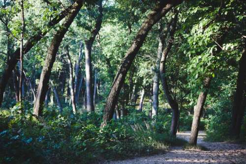 green trees forest plants grass