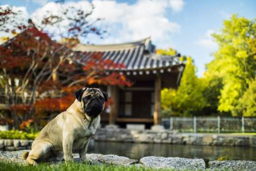 animal dog bulldog water pond