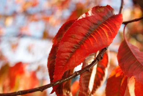 tree plant leaf fall autumn