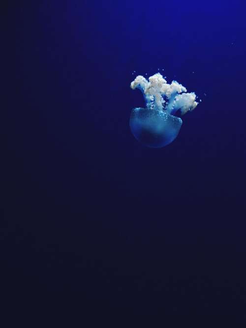 sea ocean water blue jellyfish