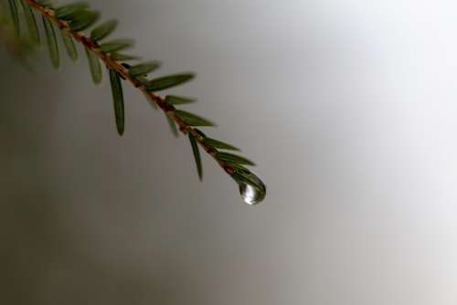 tree branch droplet rain water