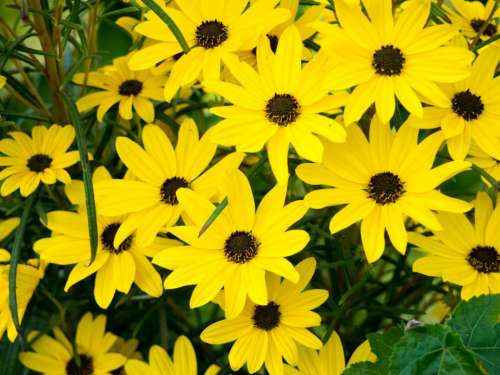 yellow petals flowers garden nature