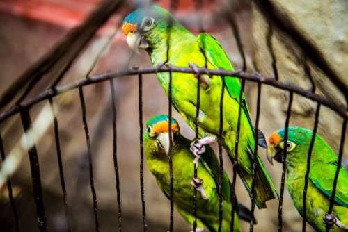 green birds animal pet cage