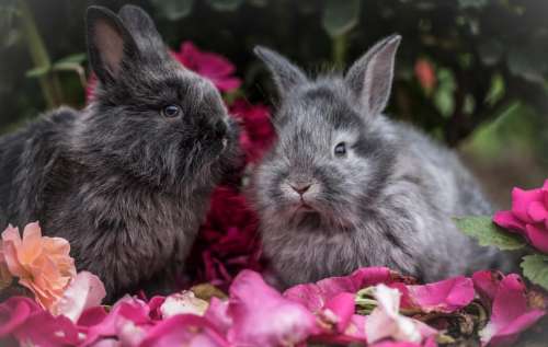 rabbit pet animal flowers outside