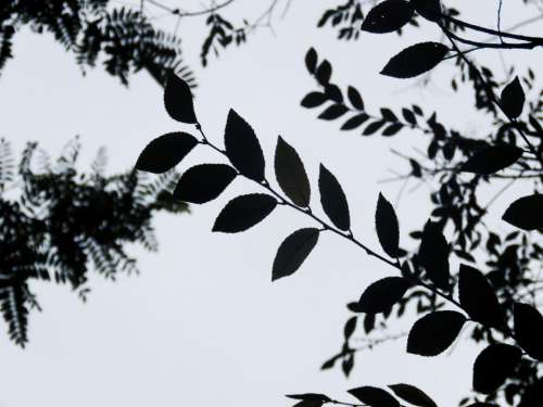trees leaves silhouette nature