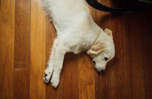 dog pet animals hardwood floor