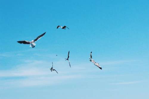birds flying animals blue sky